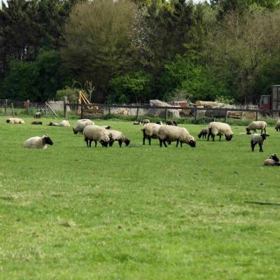 Royston-05-15-111
